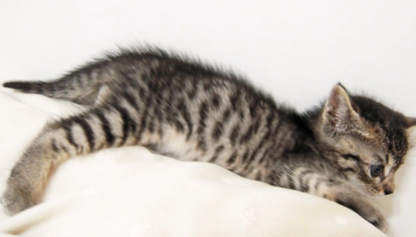 虎斑貓幼貓照顧 虎斑貓幼貓照顧