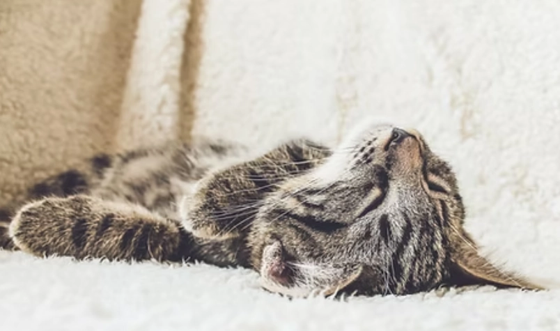 貓感冒症狀 貓感冒症狀