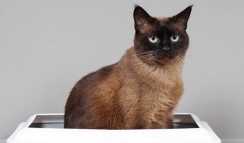 貓咪尿道阻塞 貓咪尿道阻塞