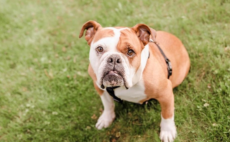 英國鬥牛犬照顧 英國鬥牛犬照顧