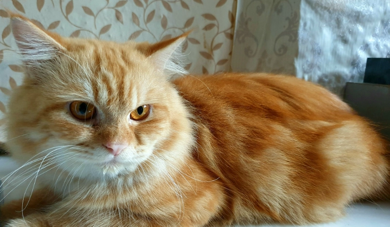 貓咪眼睛黃色分泌物