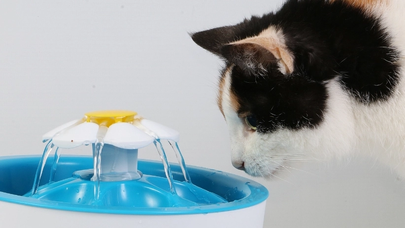 貓下泌尿道疾病 貓下泌尿道疾病