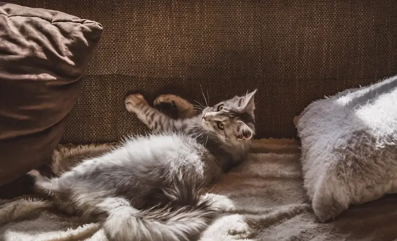 公貓結紮後變胖