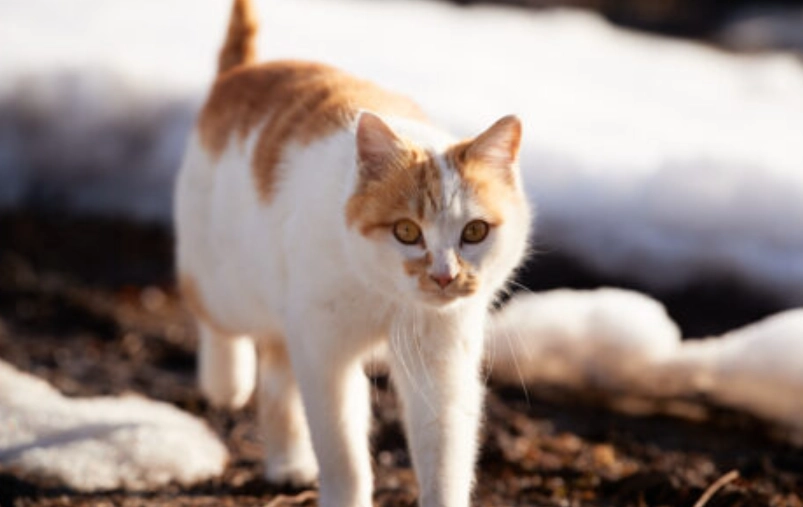 公貓結紮後變胖