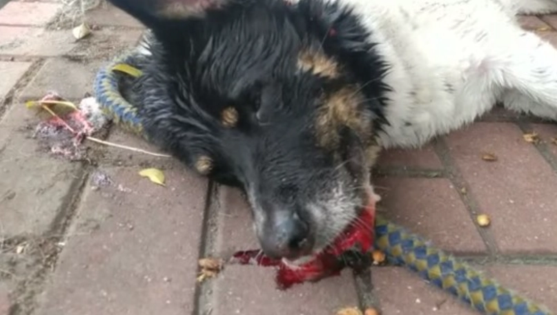 老狗吐血原因 老狗吐血原因