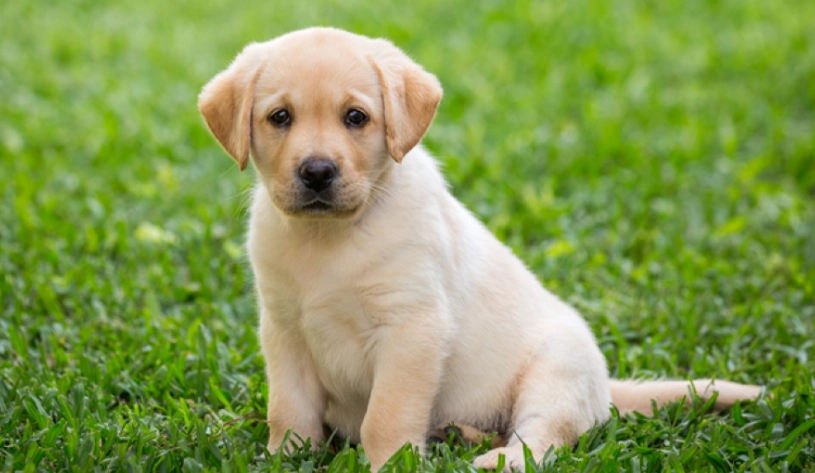 狗狗感冒居家護理