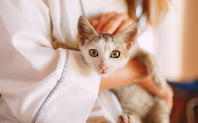 如何讓貓咪喜歡你