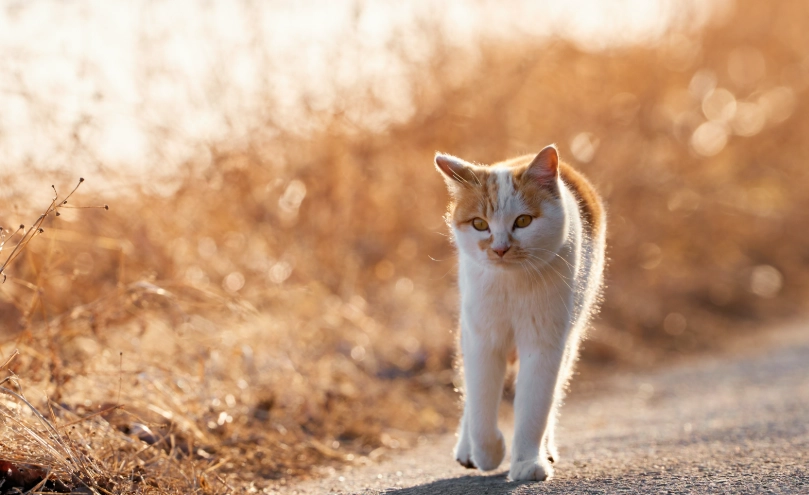 公貓結紮後照顧