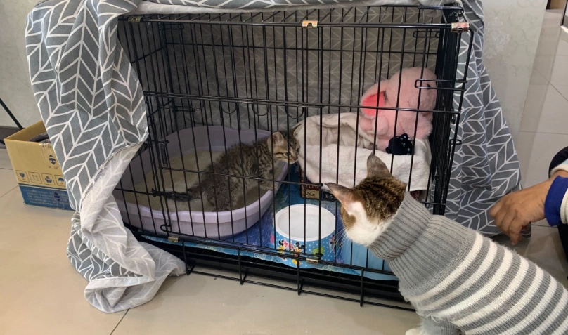 貓咪籠養指南 貓咪籠養指南