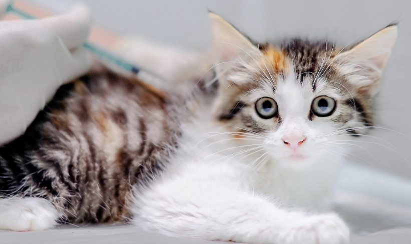 貓咪打疫苗注意事項 貓咪打疫苗注意事項