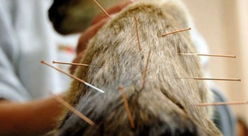 老年犬護理 老年犬護理