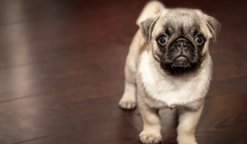 巴哥 犬 價格 巴哥 犬 價格