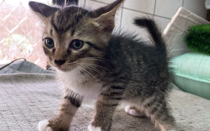 虎斑貓幼貓怎麼養 虎斑貓幼貓怎麼養
