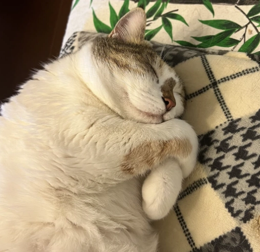 貓咪流口水看醫生