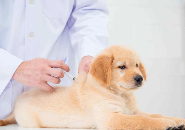 狗狗疫苗多久打一次？完整接種時間表與獸醫建議