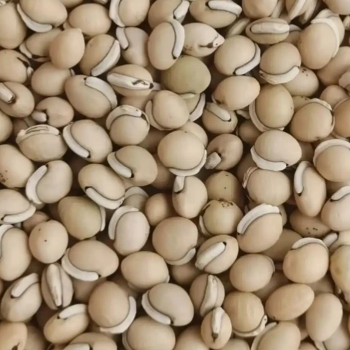 白扁豆不能和什麼一起吃 白扁豆不能和什麼一起吃