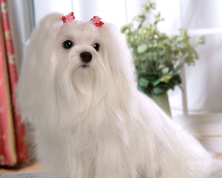 馬爾濟斯犬缺點