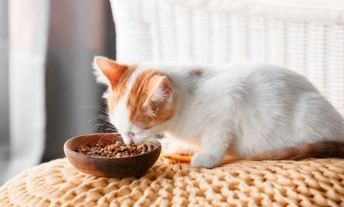 幼貓幾個月換成貓飼料