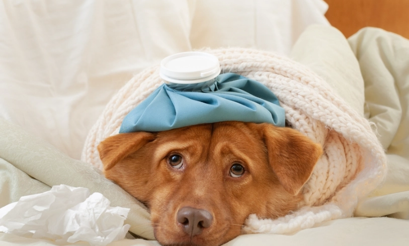 狗感冒症狀