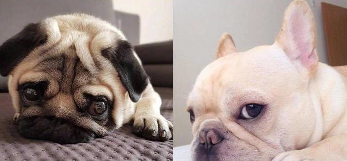 巴哥犬 法國鬥牛犬 比較