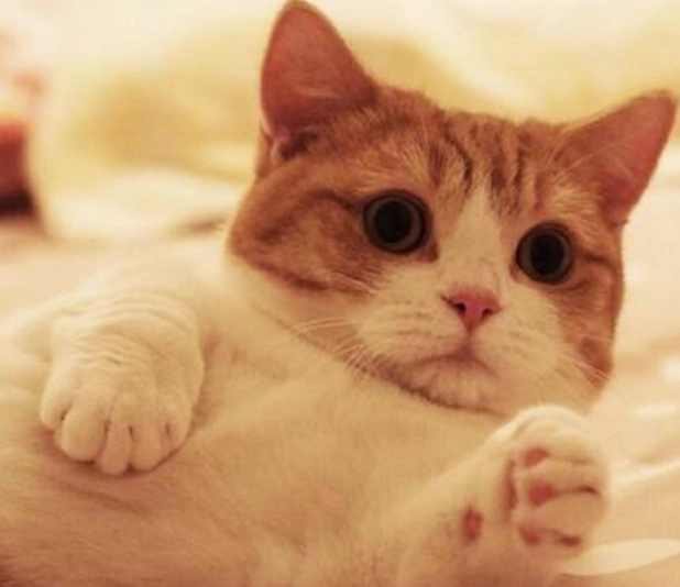 橘貓親人特質 橘貓親人特質