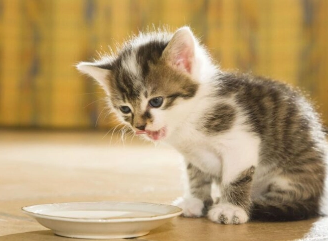 六個月大的貓食量