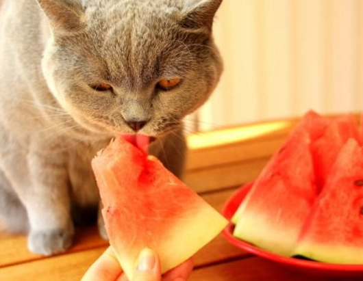 貓喝西瓜汁 貓喝西瓜汁