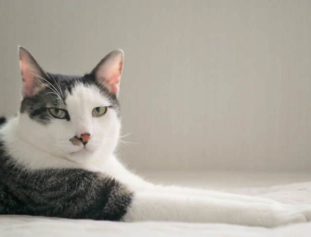 六個月大貓食量