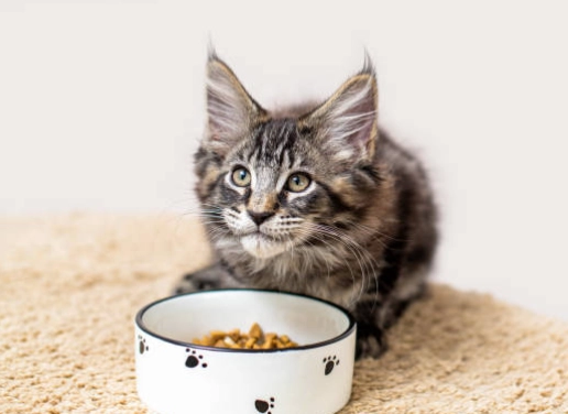 貓咪成長期飲食