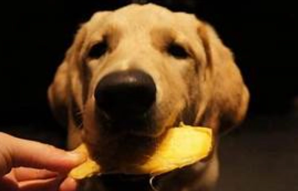 狗狗吃芒果安全嗎 狗狗吃芒果安全嗎