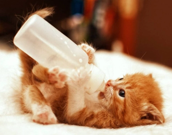 幼貓飼料泡水時間