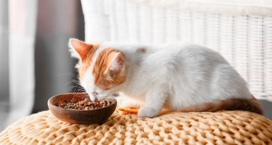 幼貓飼料泡水方法