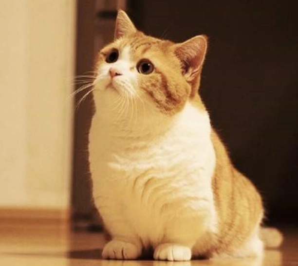 橘貓親人特質 橘貓親人特質