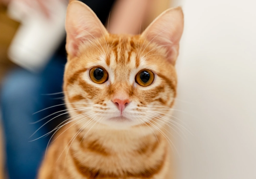 貓喝西瓜汁 貓喝西瓜汁