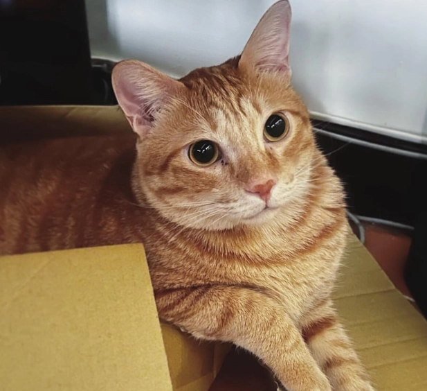 橘貓親人特質 橘貓親人特質