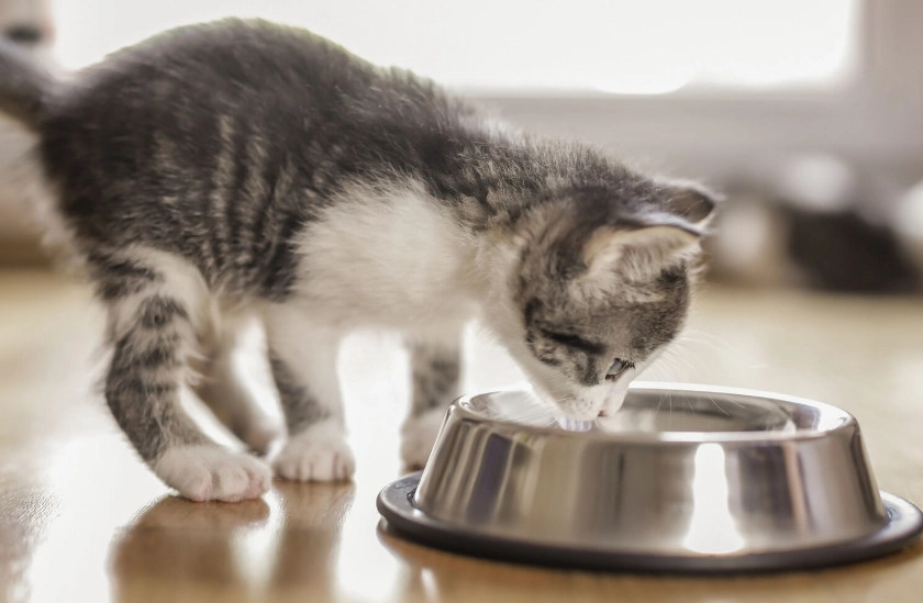 幼貓飼料泡水時間