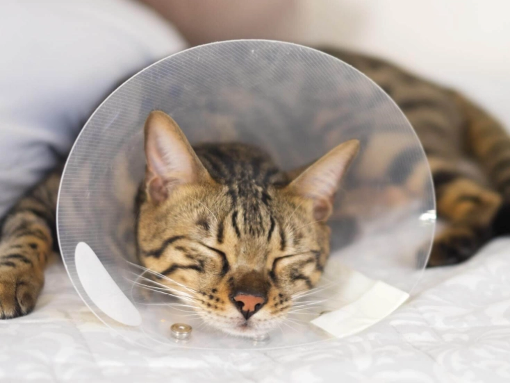 貓咪吐黃水原因