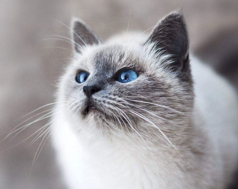 貓行為異常 貓行為異常