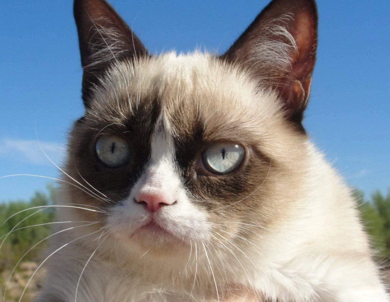 貓突然攻擊主人 貓突然攻擊主人