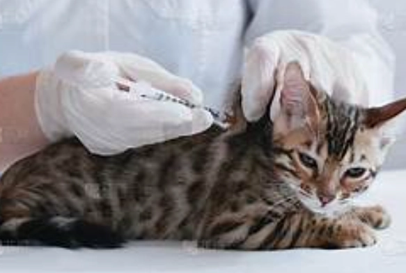 貓咪拉肚子原因