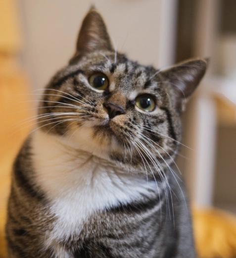 貓咪智商測試 貓咪智商測試