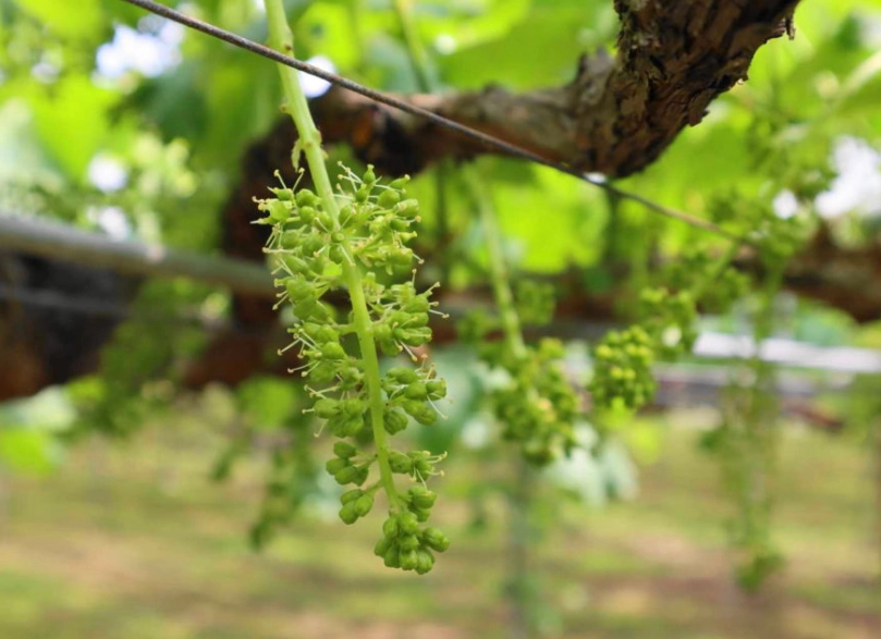 葡萄花芽分化 葡萄花芽分化