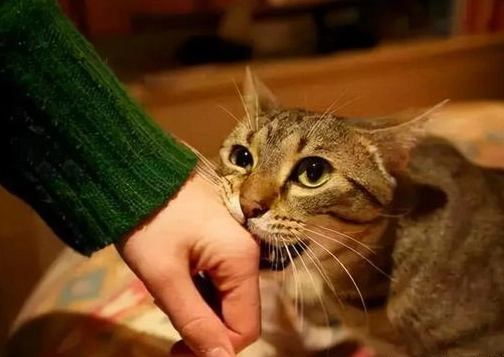 貓突然咬人原因 貓突然咬人原因