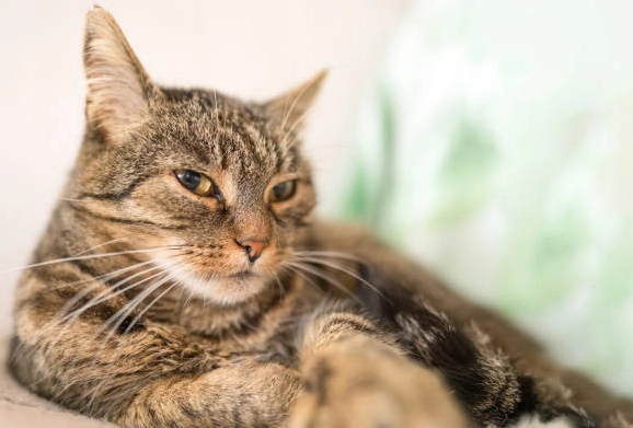 虎斑貓聰明嗎 虎斑貓聰明嗎