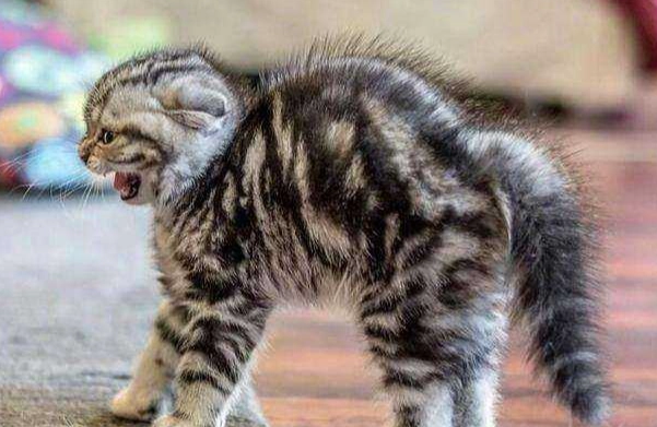 貓突然攻擊主人 貓突然攻擊主人