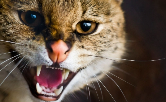 貓咪攻擊行為 貓咪攻擊行為