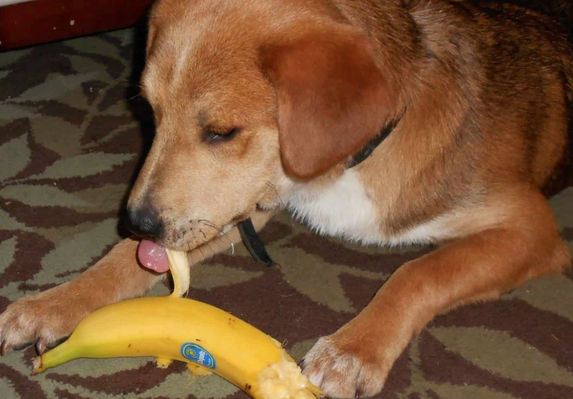 狗可以吃香蕉嗎 狗可以吃香蕉嗎