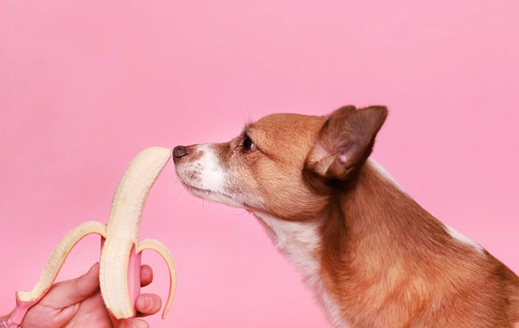 香蕉對狗的好處 香蕉對狗的好處