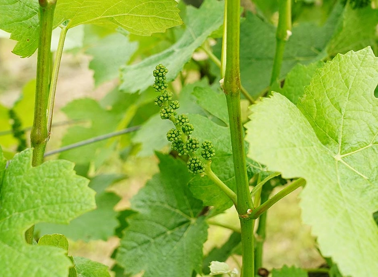 葡萄開花 葡萄開花
