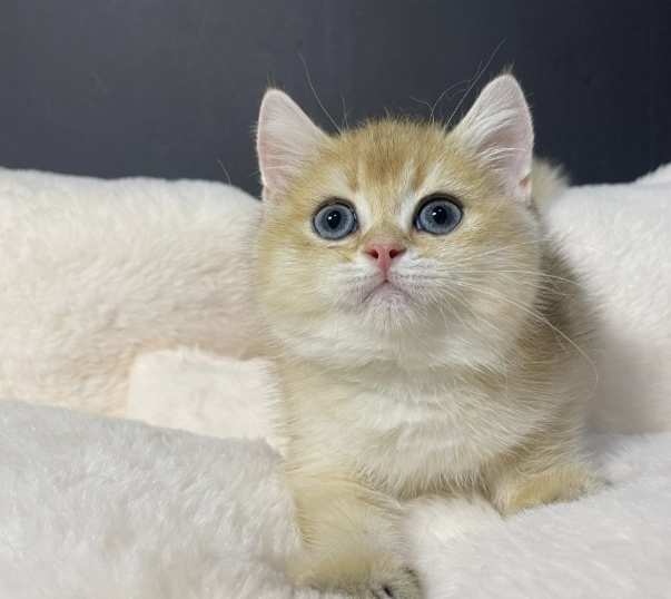 英國短毛貓金漸層